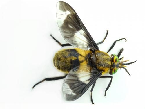 Réf. 237 854 : Chrysops caecutiens